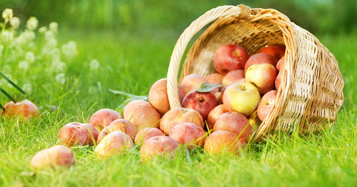 Schiacciatina di mele renette